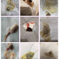Yoni detox pearls
